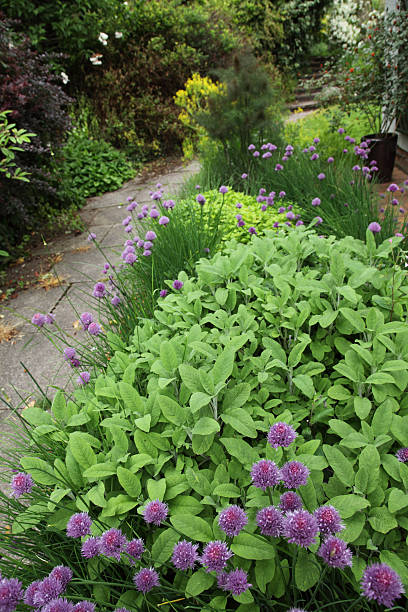 Herbs in the garden Flowering chives with sage, golden marjoram and fennel growing by a path in the garden with narrow depth of field chives allium schoenoprasum purple flowers and leaves stock pictures, royalty-free photos & images