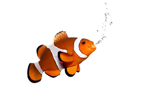 orange clown fish and bubbles - tropical fish clown fish isolated animal stock-fotos und bilder