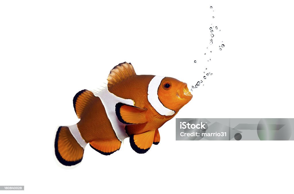 orange clown fish and bubbles on white Clown Fish Stock Photo