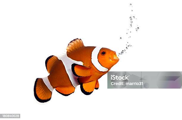 Orange Clown Fish And Bubbles Stock Photo - Download Image Now - Clown Fish, White Background, Anemonefish