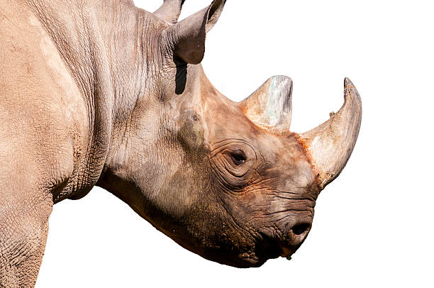 istock Black Rhinoceros on White with Clipping Path 180840042