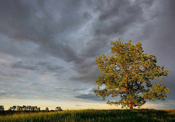 splendore della natura - prairie manitoba sunset thunderstorm foto e immagini stock