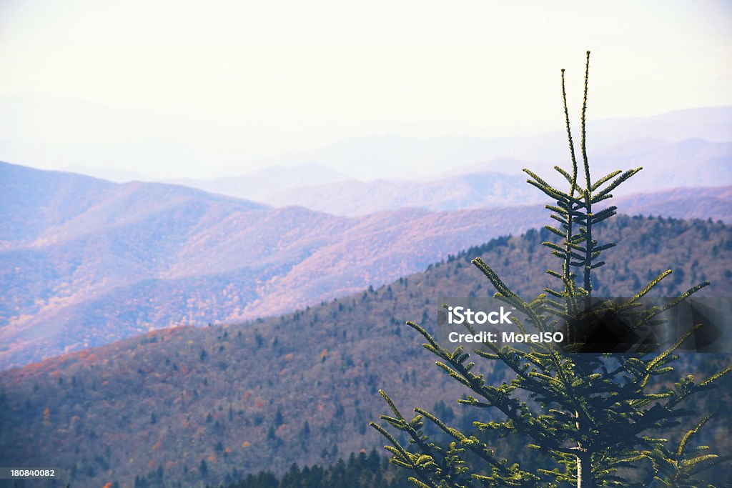 Pine Tree i góry - Zbiór zdjęć royalty-free (Bez ludzi)