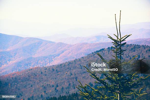 Pine Tree I Góry - zdjęcia stockowe i więcej obrazów Bez ludzi - Bez ludzi, Bór sosnowy, Drzewo