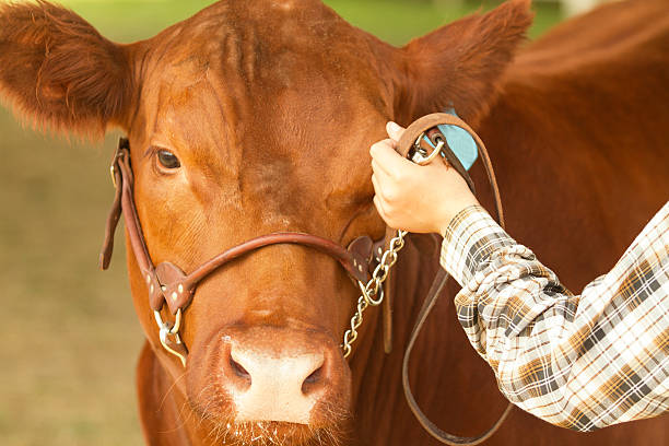 muestra en una feria del condado de - halter fotografías e imágenes de stock