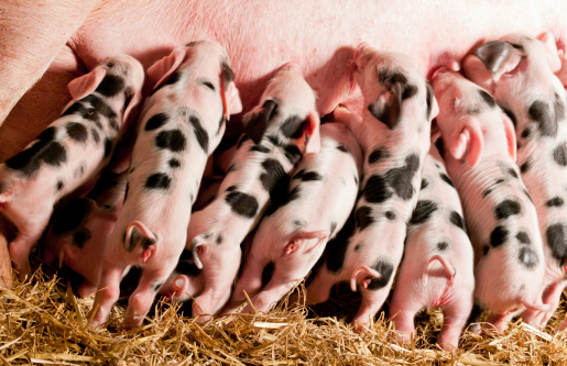A Gloucester Old Spot Sow with new born piglets