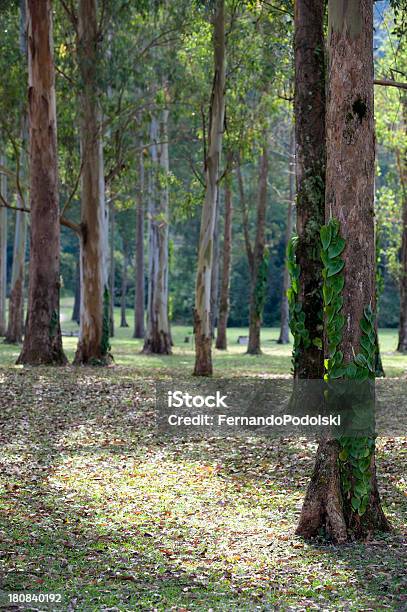 Grove Foto de stock y más banco de imágenes de Aire libre - Aire libre, Boscaje, Brasil