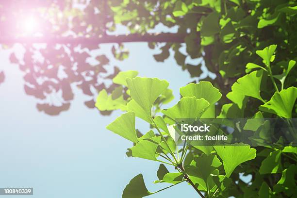 Ginkgo Blätter Stockfoto und mehr Bilder von Ast - Pflanzenbestandteil - Ast - Pflanzenbestandteil, Baum, Beleuchtet