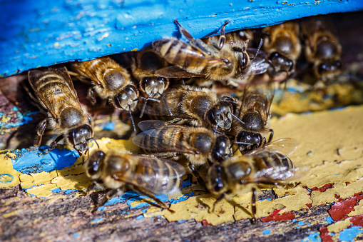 Honey bees in a hive making honey