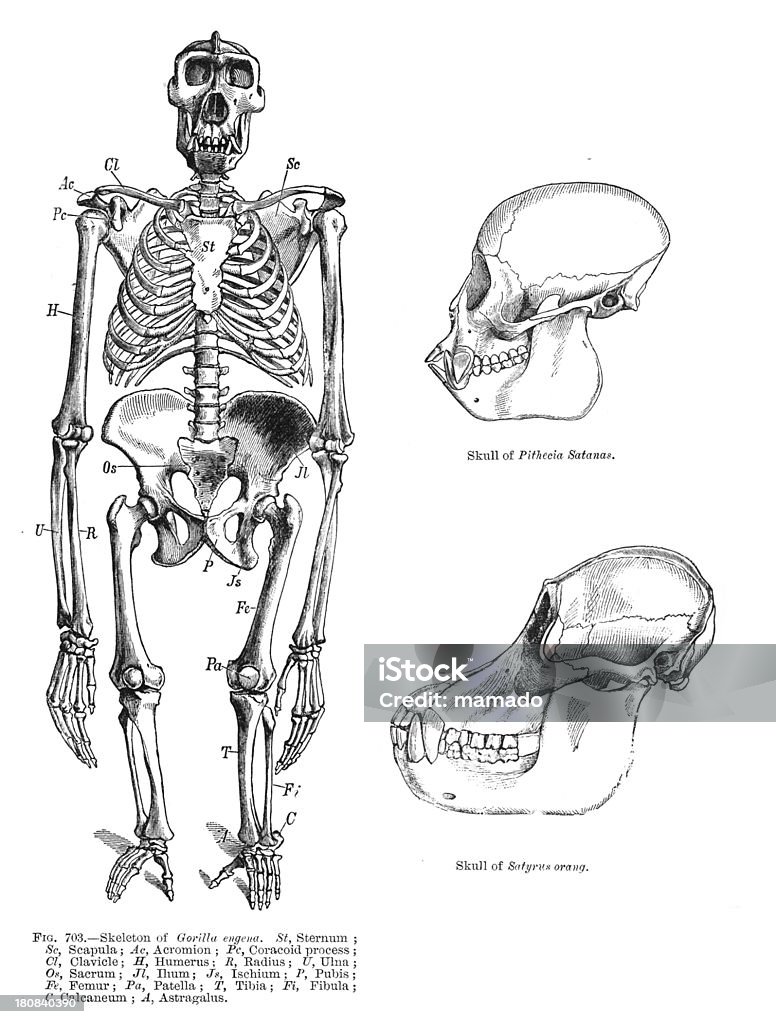 Gorille/primate de skeleton - Photo de Primate libre de droits