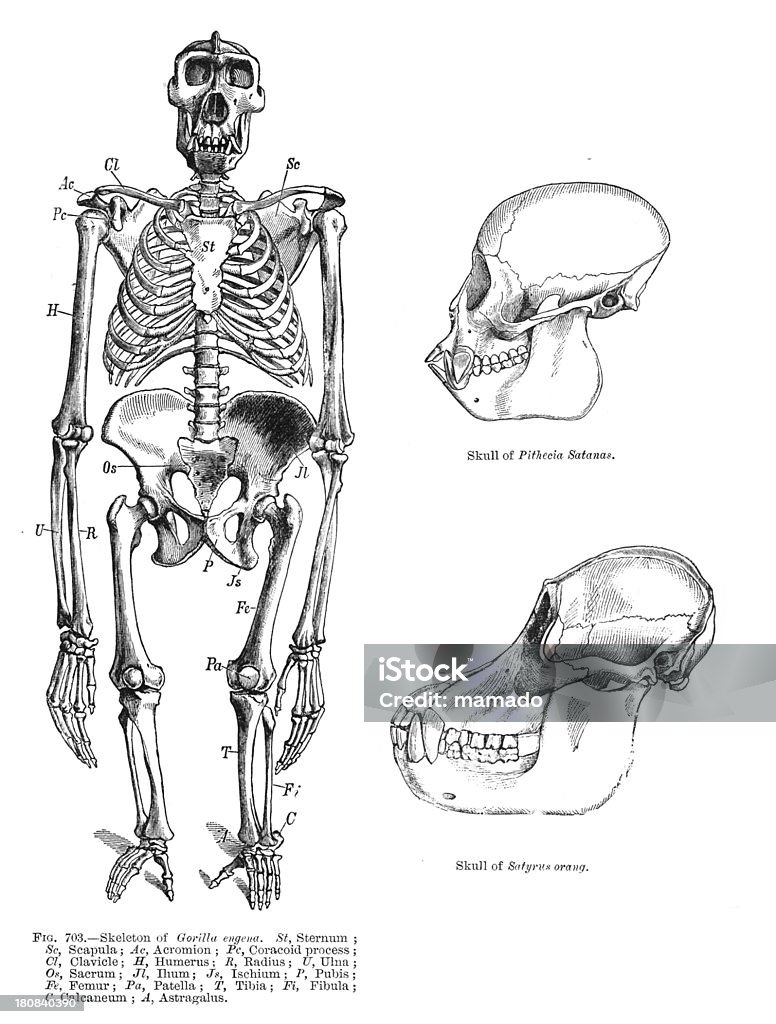 ゴリラ/霊長類の骨格 - 霊長類のロイヤリティフリーストックフォト