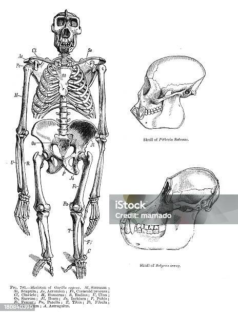 ゴリラ 霊長類の骨格 - 霊長類のストックフォトや画像を多数ご用意 - 霊長類, 人体構造, 動物の骸骨
