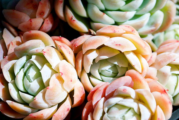 'hens y chicks'suculentos - soboliferum fotografías e imágenes de stock