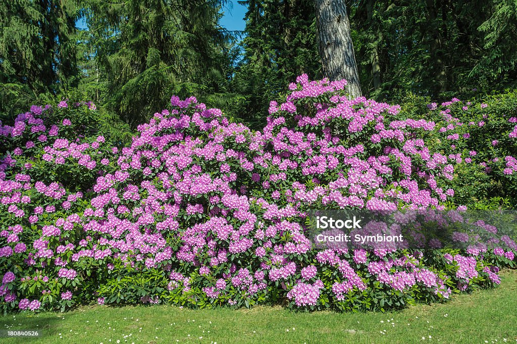 Florescendo Rododendro - Foto de stock de Alemanha royalty-free