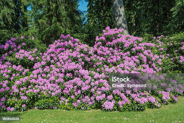 Foto de Florescendo Rododendro e mais fotos de stock de Alemanha - Alemanha, Arbusto, Cabeça da flor