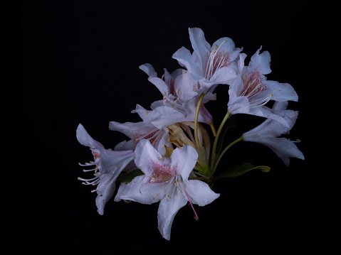 rhododendron on a black background, illuminated with artificial light, of different shades.