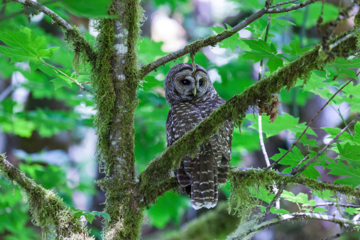 Wild Spotted Owl Sitting on a Maple Tree Branch.  I have learned that this bird is the one-year-old offspring of a Spotted/Barred Owl pair, so it is actually a hybrid \