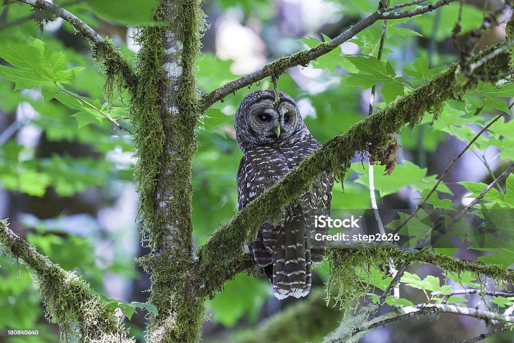 Spotted Owl - Strix occidentalis Wild Spotted Owl Sitting on a Maple Tree Branch.  I have learned that this bird is the one-year-old offspring of a Spotted/Barred Owl pair, so it is actually a hybrid "Sparred" Owl.  This bird seems to have a Barred Owl as its mate. Northern Spotted Owl Stock Photo