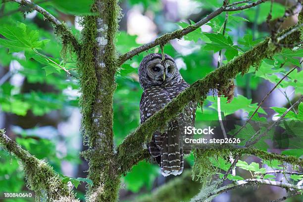 Spotted Owl Strix Occidentalis Stock Photo - Download Image Now - Northern Spotted Owl, Spotted Owl, Oregon - US State