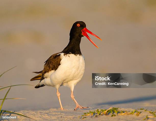 Ostrygojad - zdjęcia stockowe i więcej obrazów American Oystercatcher - American Oystercatcher, Ameryka, Ameryka Północna