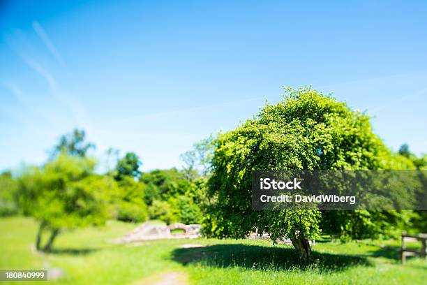 Tiltshift Imagen De Un Árbol Con Resorte En Verano Semáforo Foto de stock y más banco de imágenes de Aire libre