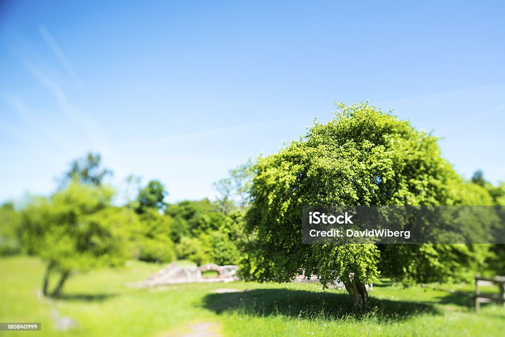 Tiltshift изображение недавно sprung дерево на лето легких (Большой XXXL) - Стоковые фото Без людей роялти-фри