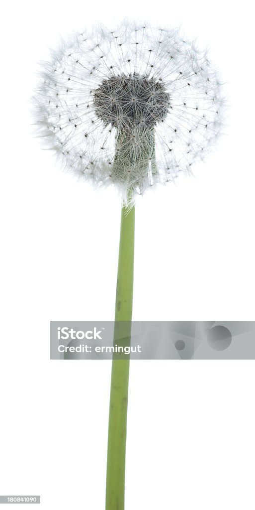 Dandelion isolated on white Cut Out Stock Photo