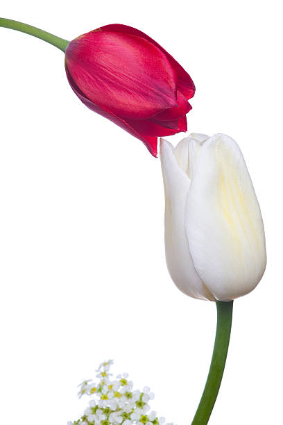Kiss Stock Photo - Download Image Now - Beauty In Nature, Flower