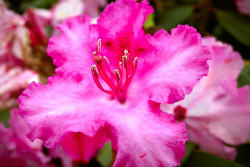 Pink Rhododendron flower in garden close-up