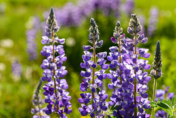 łubin łonie natury w góry łąka - wildflower flower colorado lupine zdjęcia i obrazy z banku zdjęć