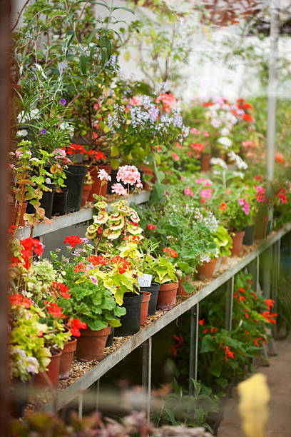colorful flowers grown in greenhouse