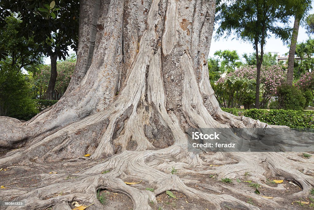 Raízes de uma baía figueira - Foto de stock de Andaluzia royalty-free