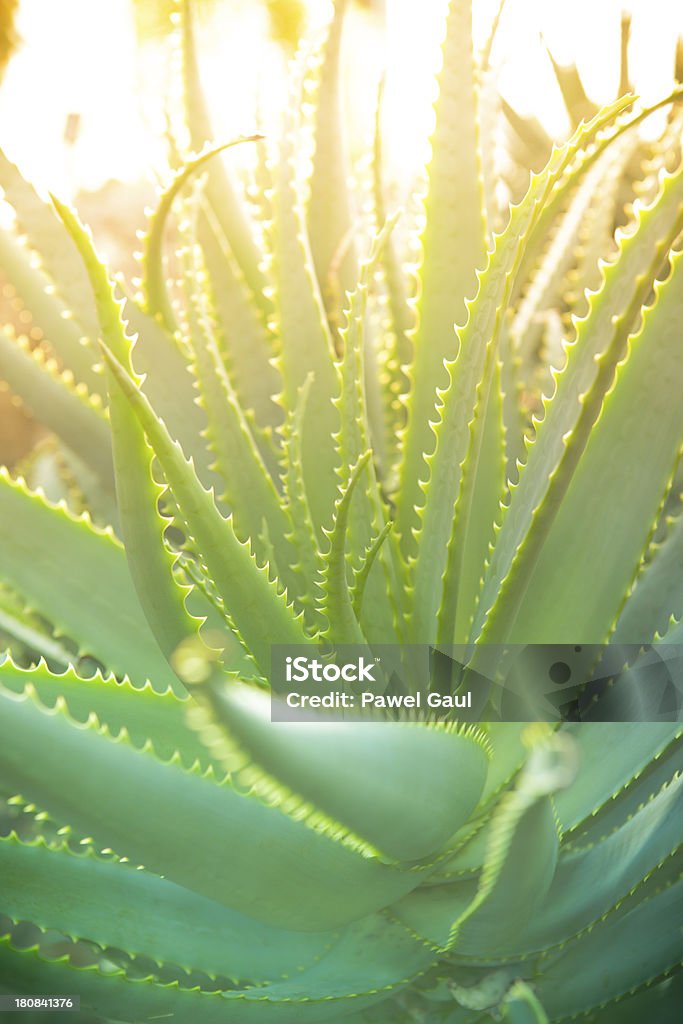 Close-up de detalhe de folhas de Aloe com raio de sol - Foto de stock de Cacto royalty-free