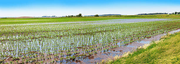 corn field das mit regen wasser - crop damage stock-fotos und bilder