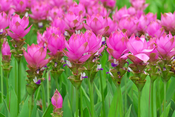 siam tulip stock photo