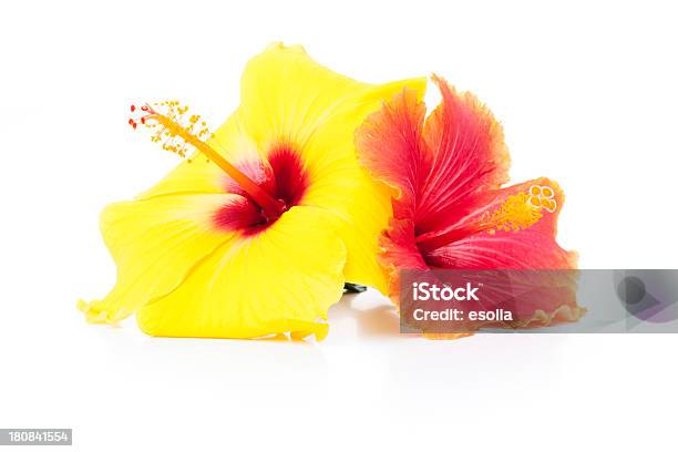 Cores Quentes Flores De Hibisco - Fotografias de stock e mais imagens de Amarelo - Amarelo, Cores, Exotismo
