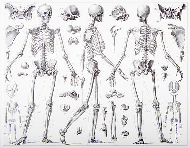 engraving: anotomy of the bones - 人類骨架 插圖 幅插畫檔、美工圖案、卡通及圖標