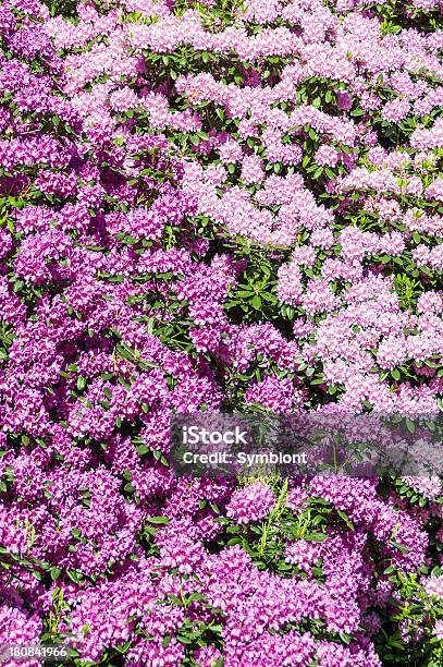 Blooming Rhododendron Stock Photo - Download Image Now - Bush, Cemetery, Close-up