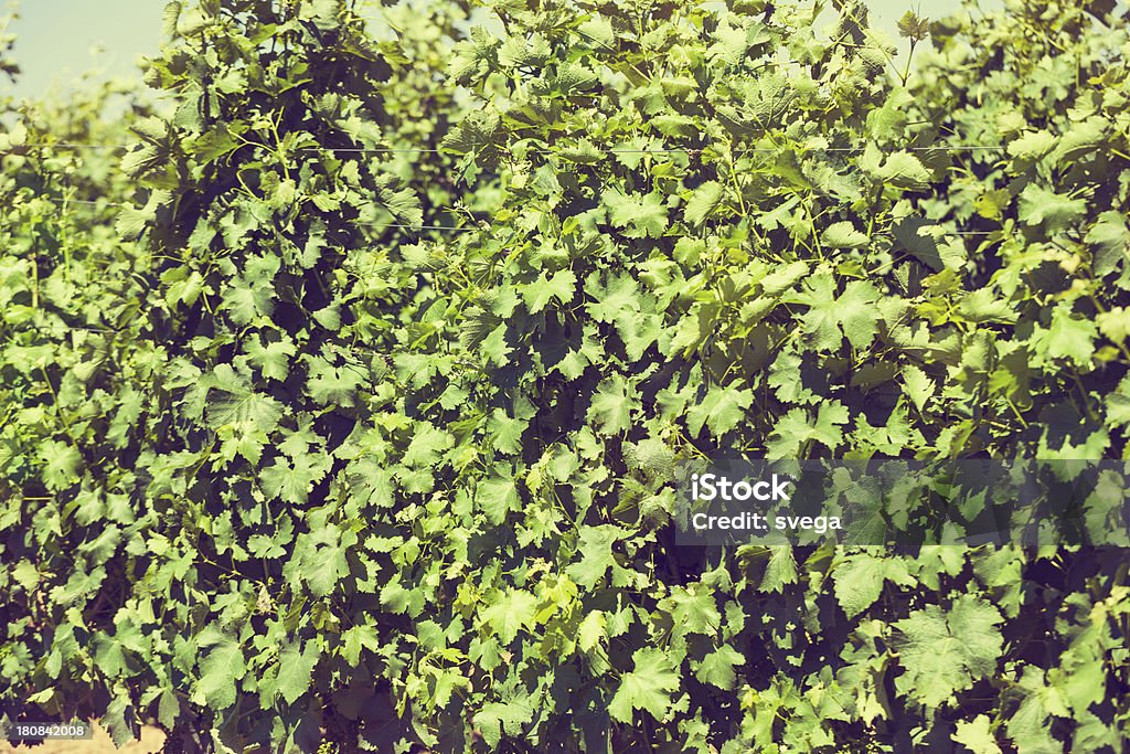 Primer plano de hojas de vid - Foto de stock de Agricultura libre de derechos