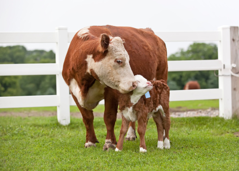 Closeup of a Hereford cow nuzzling her calf. The calf's eyes are closed and looks like she's smiling.