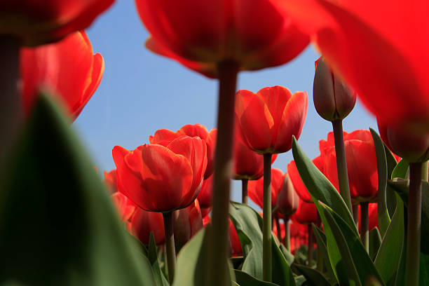 istock low angle view of red tulips in full bloom 180842430