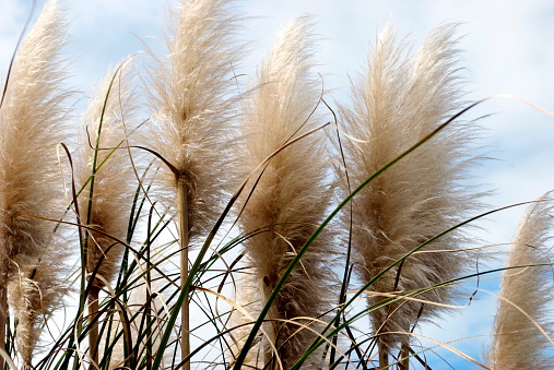 NZ native 'Toitoi' or 'Toetoe' grass heads blowing in the breeze. The name 'Toetoe' comes from the Māori language. It is a member of the Cortaderia fulvida genus.