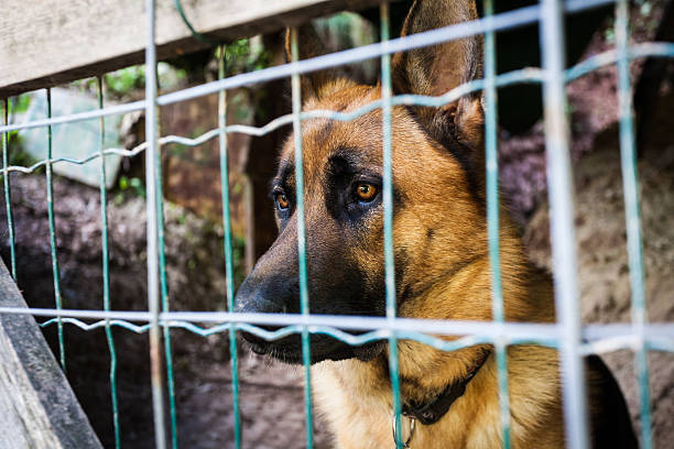 istock Sad Lonely Dog Behind the Bars of a Cage 180842943
