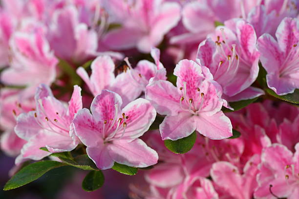 istock Blooming Azalea Calostrotum, Pink Drift 180843064