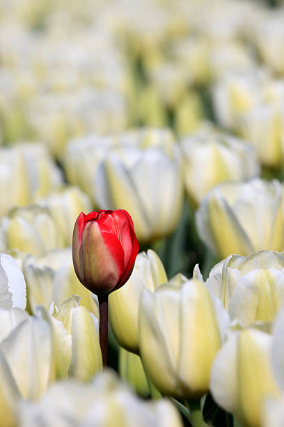 istock single red tulip in a field of white tulips 180843074