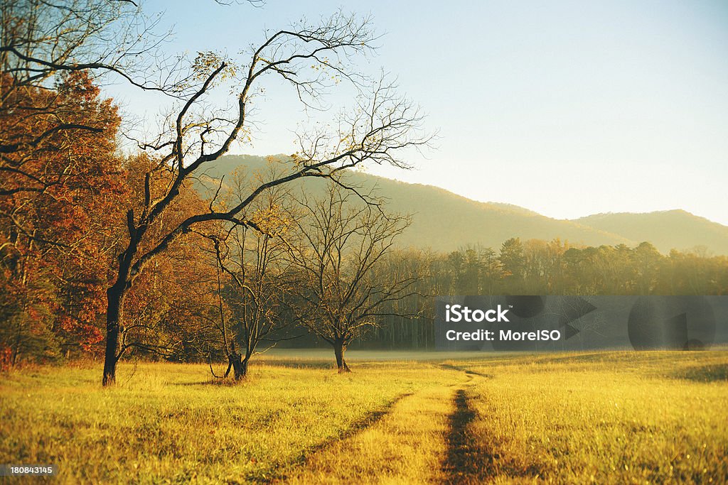 Mattina in montagna - Foto stock royalty-free di Albero