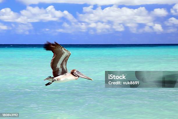 Foto de Pelicano Marrom Em Ação e mais fotos de stock de América Latina - América Latina, Animal, Animal selvagem
