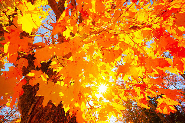 색상화 나무 동안 가을맞이 - great smoky mountains great smoky mountains national park tree group of objects 뉴스 사진 이미지