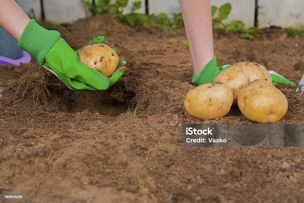 Картофель уборки - Стоковые фото Green Thumb - английское выражение роялти-фри