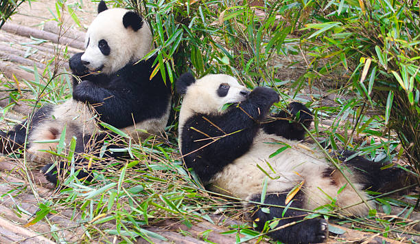 istock Giant Panda eating Bamboo - China 180843208
